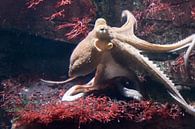 octopus in the sea by Babetts Bildergalerie thumbnail