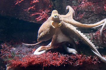 octopus in de zee