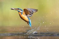 IJsvogel vangt vis! van Thijs Schouten thumbnail