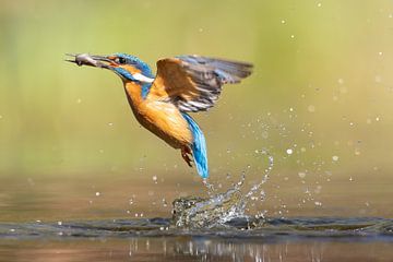 IJsvogel vangt vis!