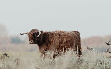 Schotse Hooglanders in de Nederlandse Duinen van Anne Zwagers