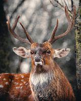 Portrait d'un cerf sika vietnamien