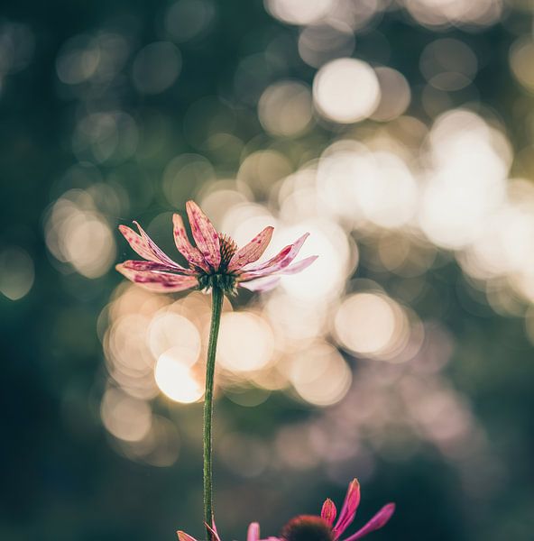 flowers part 220 by Tania Perneel