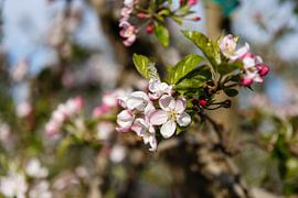 Voorjaarsbloessems van Toon Verdonck