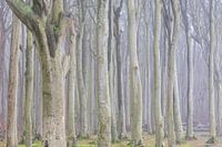 Boomstammen in het spookbos