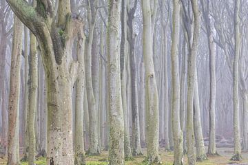 Boomstammen in het spookbos van Sven-Erik Arndt