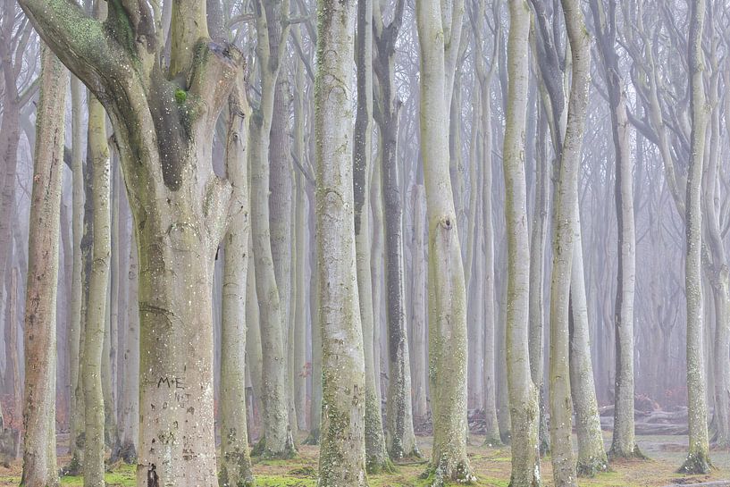 Troncs d'arbres dans la forêt des fantômes par Sven-Erik Arndt