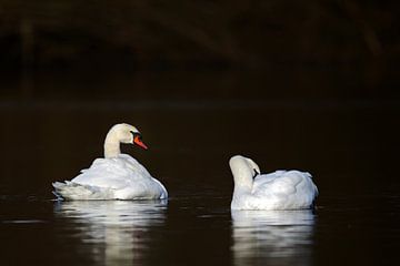 Two Swans by Dirk Rüter