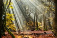 Élévation de la forêt par Lars van de Goor Aperçu