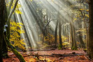 Forest Rise van Lars van de Goor