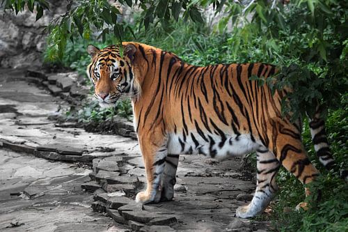 Een knalrode Amurtijger die uit de groene jungle op een stenen weg is gekomen, kijkt je vragend aan