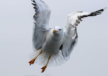 als een vogel zo vrij van cindy kuiphuis