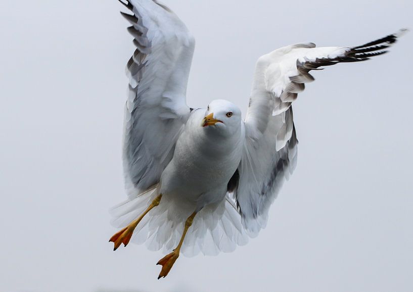 as free as a bird by cindy kuiphuis