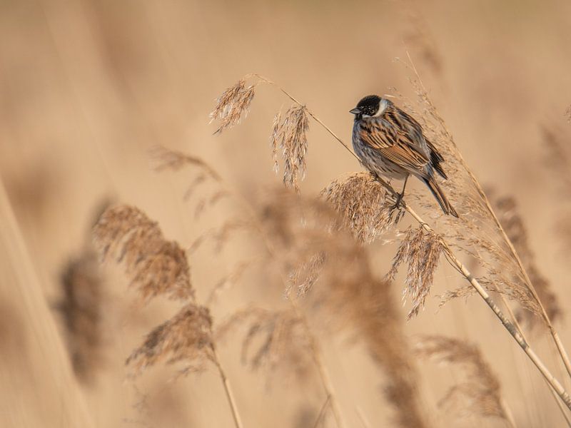 Reed bunting in the reeds by Karen de Geus