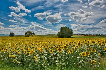 Zomer in de noordelijke Elzas