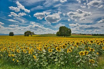 Sommer im nördlichen Elsass von Tanja Voigt