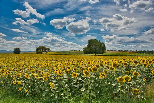 Zomer in de noordelijke Elzas