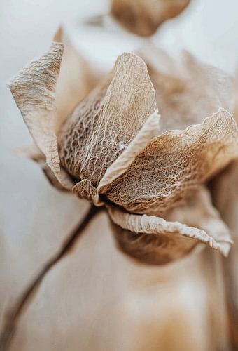 Détail de la fleur sèche No 3