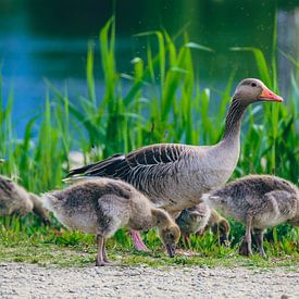 Goose family by Rob van der Pijll