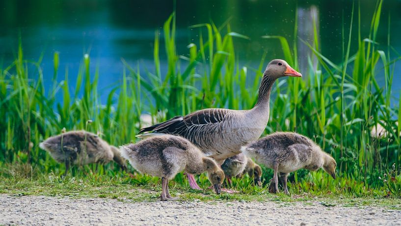 Famille d'oies par Rob van der Pijll