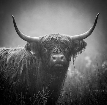 Stoer portret Schotse Hooglander koe in zwart/ wit van Capturedby_Kim