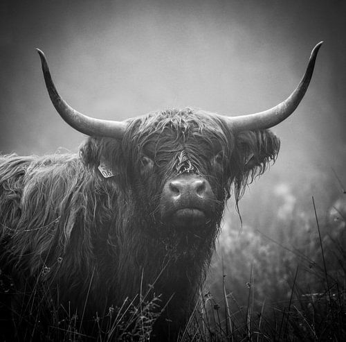 Tough portrait Highlander cow in black and white