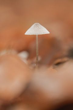 Petit champignon parmi les feuilles d'automne | photographie de voyage imprimée | Pays-Bas