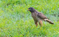 Roadside Hawk in the grass by Lennart Verheuvel thumbnail