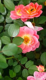 Rose blossom by Thomas Jäger