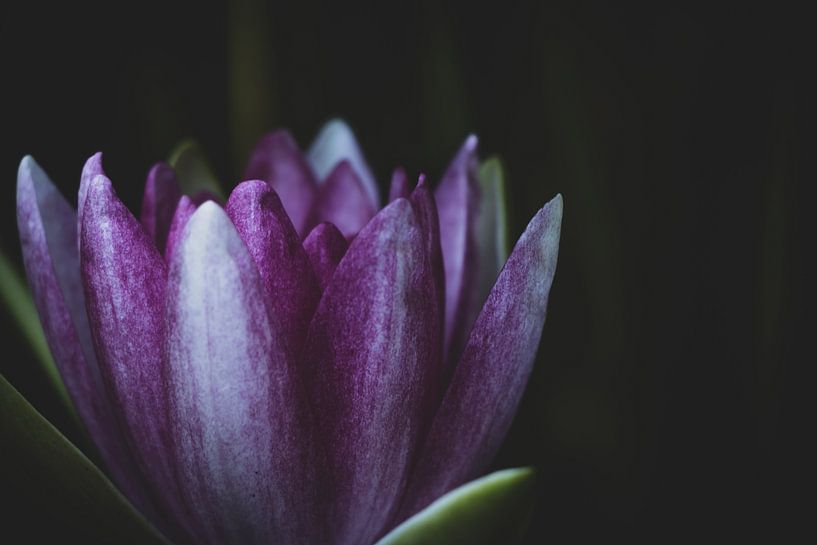 Lily by Crystal Clear