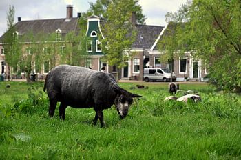 De schaap