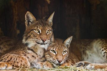 Deux lynx (probablement un mâle et une femelle) se reposent calmement ; un fond sombre les observe a sur Michael Semenov