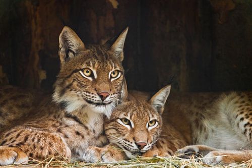 Twee lynxen (waarschijnlijk mannetjes en vrouwtjes) rusten rustig uit; een donkere achtergrond kijkt