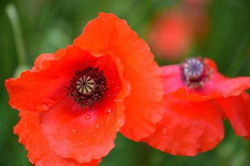 Mohn von Jessica Berendsen