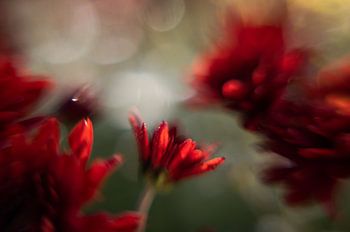 Free Lensing, bloemen met ochtenzon