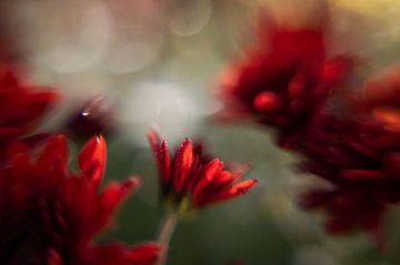 Free Lensing, bloemen met ochtenzon van Ilse Hetterscheid