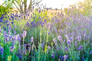 Blühender Lavendel im Sonnenlicht