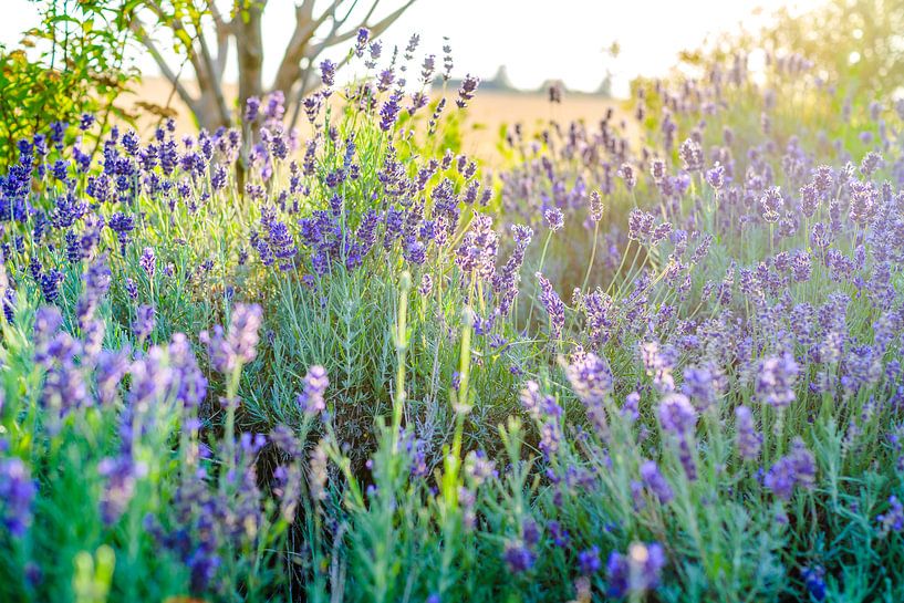 Blühender Lavendel im Sonnenlicht von Fotografiecor .nl