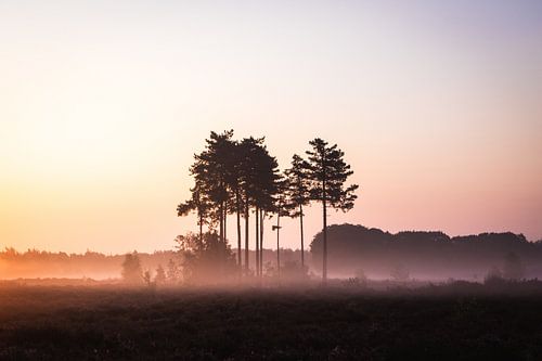 Bomen in de mist