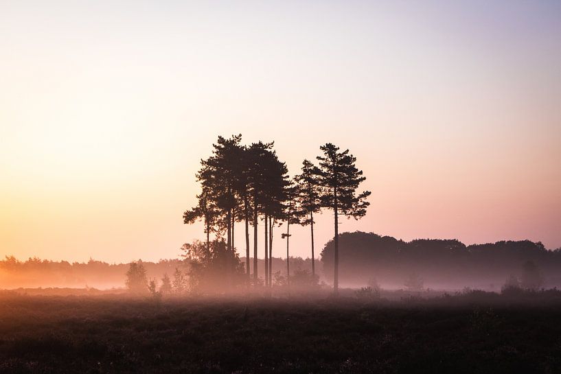 Bomen in de mist van Thijs Pausma