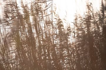 Noisy Reed II by Anne Terpstra
