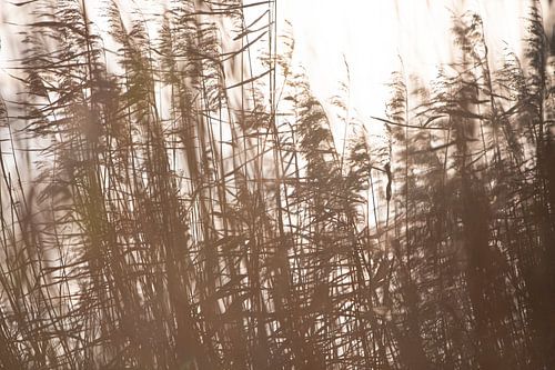 Lärmendes Schilfrohr II