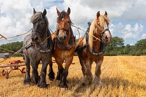 Pferde auf einem Stopple-Feld von Bram van Broekhoven