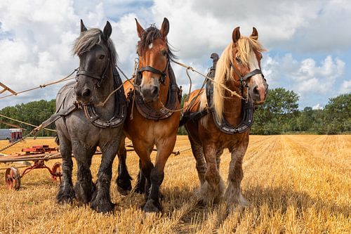 Driespan op een stoppelveld