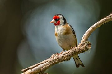 Putter im Rampenlicht, Distelfink. Carduelis carduelis von Gert Hilbink