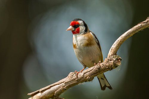 Putter in spotlicht, Distelvink. Carduelis carduelis