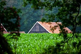 Versteckte Bauernhöfe in der Umgebung von Winterswijk (5)