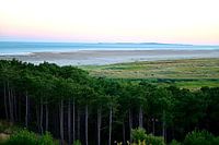 Grüner Strand
