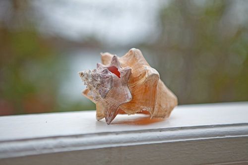 Vinden van schelpdieren - Grenada/Antillen