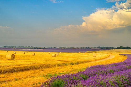 Lavendel in bloei in de Provence bij zonsopgang